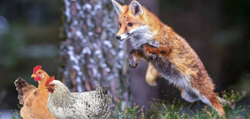 Visuel Problématique des renards - un arrêté pour y répondre